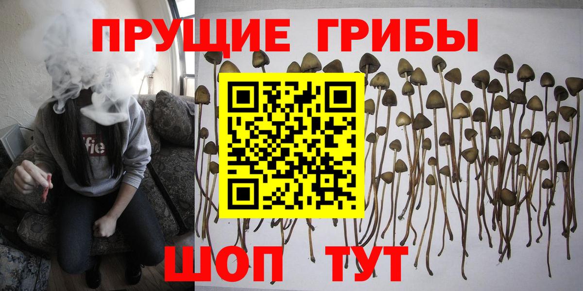 Псилоцибиновые грибы мицелий  Вход с VPN  Ленинск-Кузнецкий 